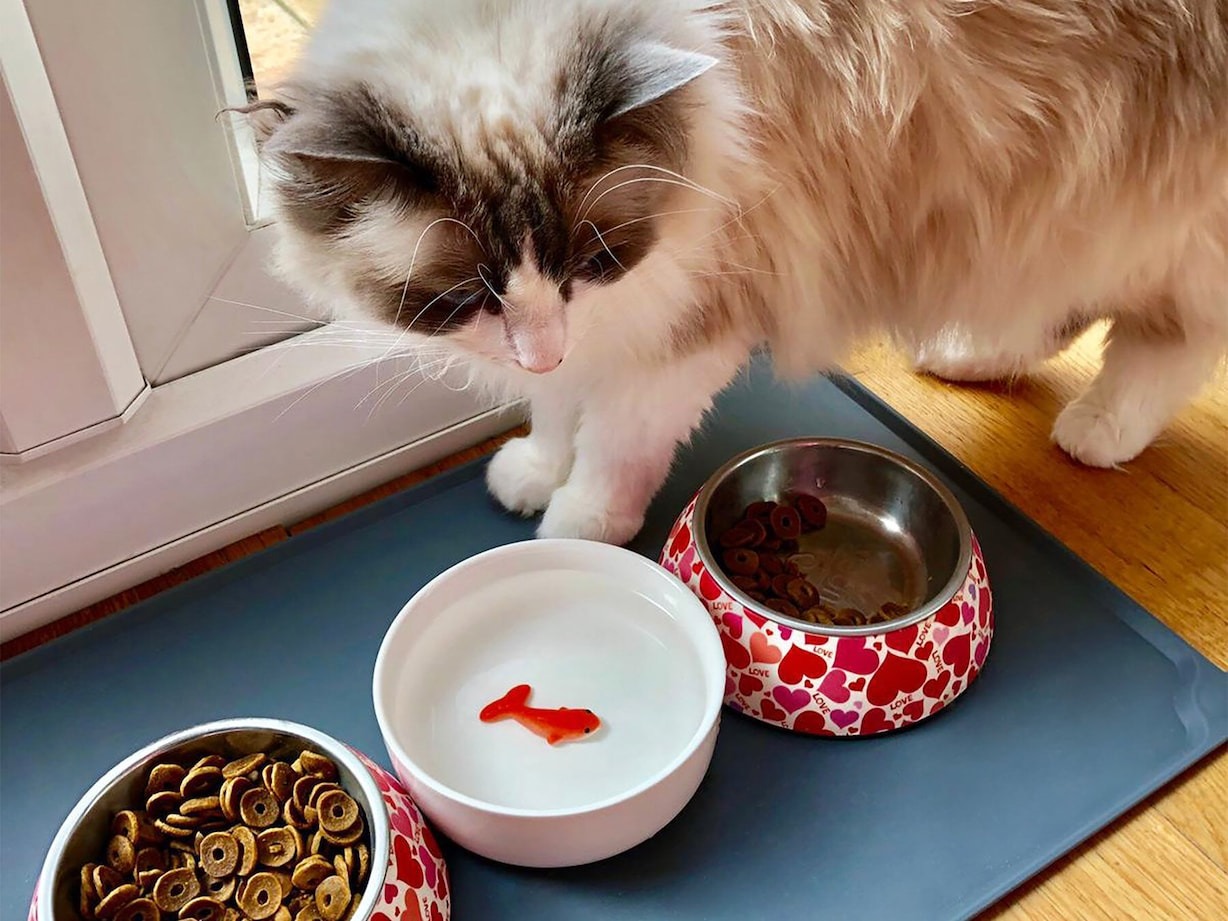 Vannskål med gullfisk til katt-image