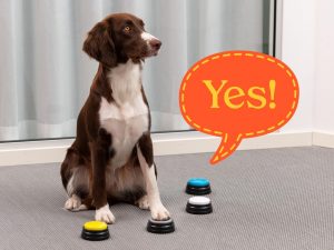 Spralla innspillbare knapper til hund-image